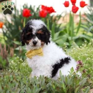 Crue, Miniature Poodle Puppy